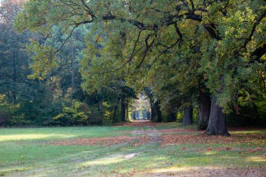 Avusturya 'da sonbaharda Laxenburg park elementleri ve bitkileri, manzara ve mimarisi