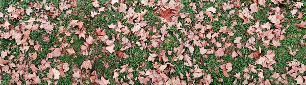 Laub Bedeckt Den Rasenboden Frühherbst — Stockfoto