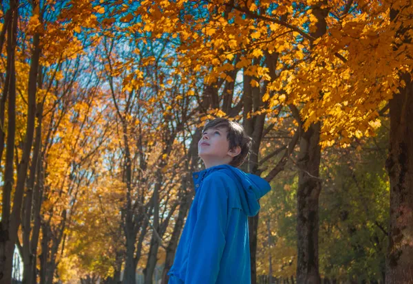 男孩抬头望着天空、秋天的树叶和树木. — 图库照片