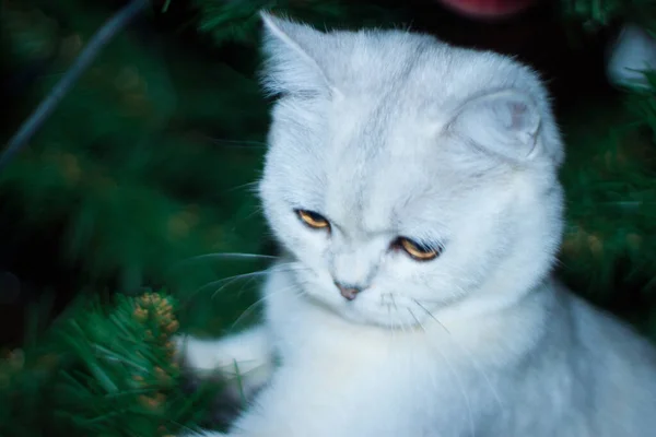 Um gato escocês em uma árvore de Natal. — Fotografia de Stock