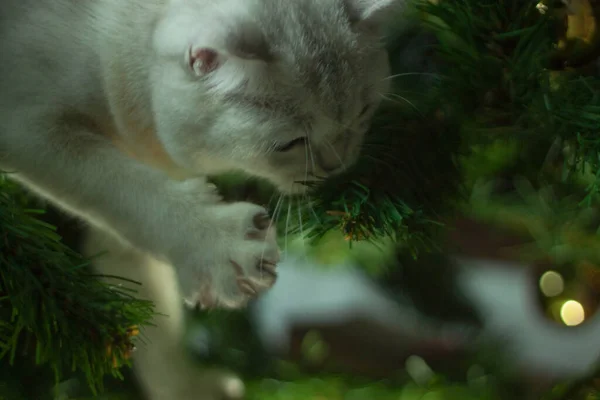 O gato escocês na árvore de Natal está brincando com a decoração de Natal. — Fotografia de Stock