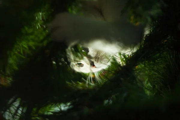 Um gato escocês em uma árvore de Natal. — Fotografia de Stock