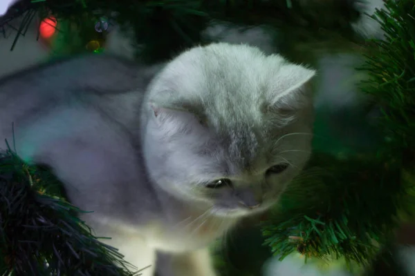 Un gatto scozzese su un albero di Natale. — Foto Stock