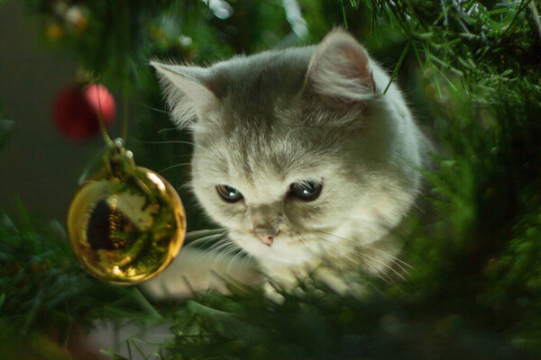 Шотландская кошка на елке играет с рождественским декором.