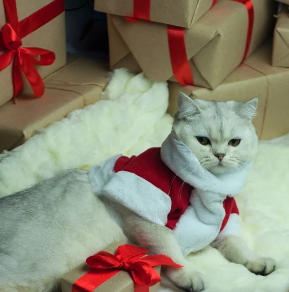 Um gato em um traje de Papai Noel sob a árvore de Natal — Fotografia de Stock