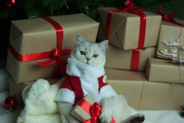 Um gato em uma roupa de Natal. — Fotografia de Stock