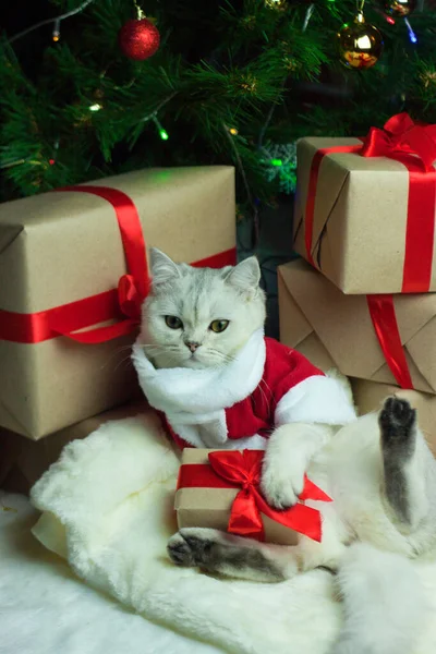 Skotsk katt i Santa kostym under julgranen — Stockfoto