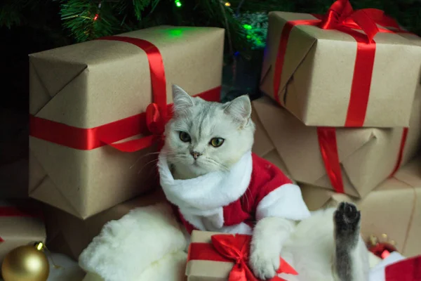 Skotsk katt i Santa kostym — Stockfoto