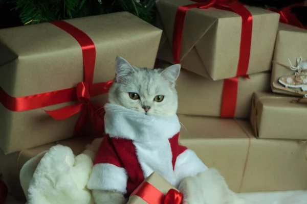 O gato está entre os presentes de Ano Novo — Fotografia de Stock