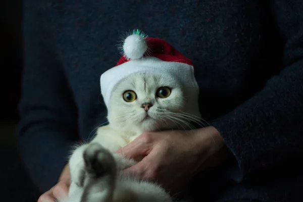 Vánoční Kočka Červeném Santově Klobouku Dámských Rukách — Stock fotografie