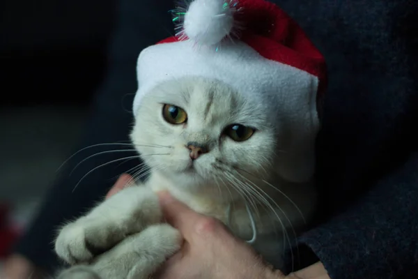 Vánoční Kočka Červeném Santově Klobouku Dámských Rukách — Stock fotografie