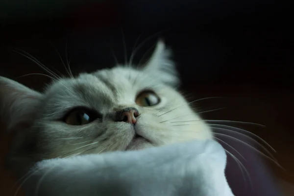 Vacker Skotsk Katt Tomtedräkt Katt Juldräkt — Stockfoto