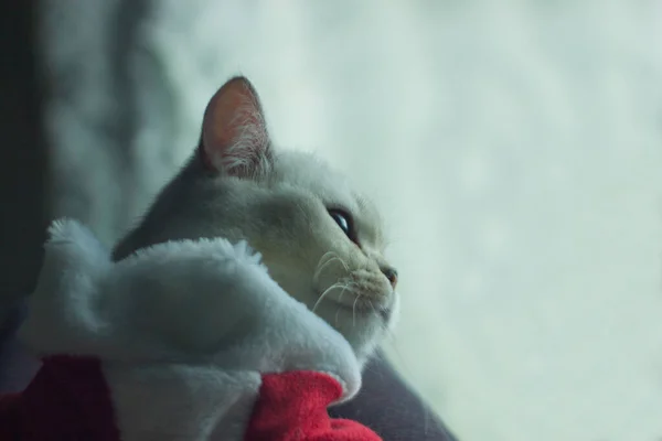 Belo Gato Escocês Com Traje Pai Natal Gato Uma Roupa — Fotografia de Stock