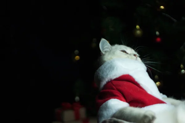 Belo Gato Escocês Com Traje Pai Natal Gato Uma Roupa — Fotografia de Stock