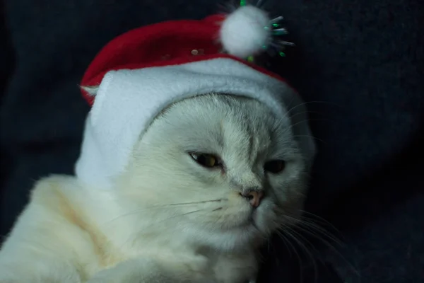 Christmas Cat Red Santa Hat Women Hands — Stockfoto