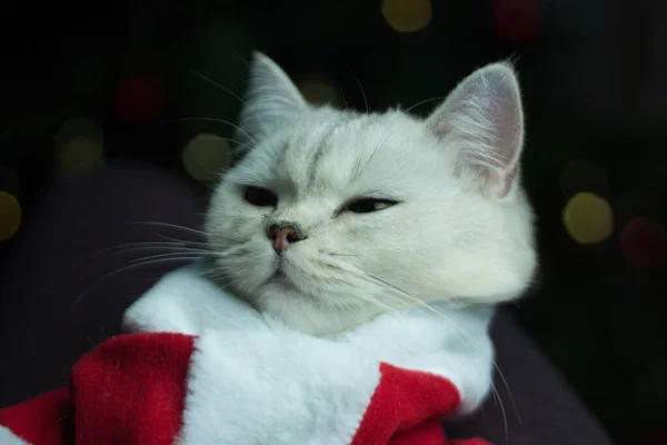 Прекрасний Шотландський Кіт Костюмі Санти Кіт Різдвяному Одязі — стокове фото