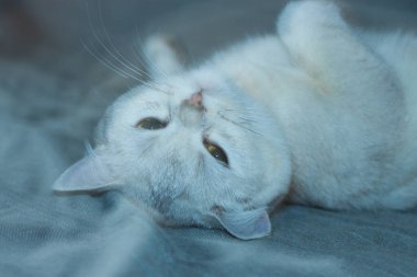 Uyuyan İngiliz kedisi. Kedi kanepede uyuyor. Mutlu kedi.