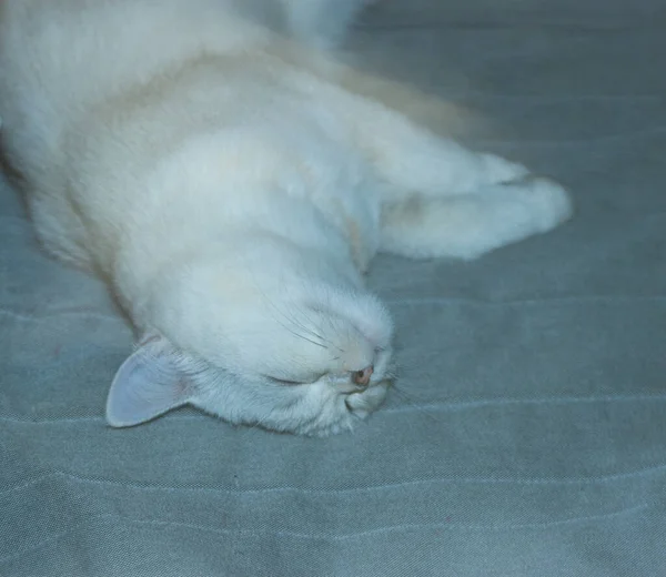 Sleeping British Cat Cat Sleeping Couch Happy Cat — Fotografia de Stock