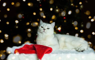 Kedi Noel ağacının altında Noel Baba şapkasıyla yatıyor. Yeni Yıl Kedisi