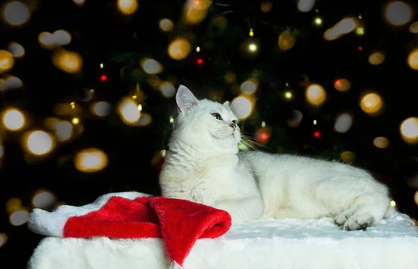 Cat Christmas Tree Santa Hat New Year Cat — Fotografia de Stock