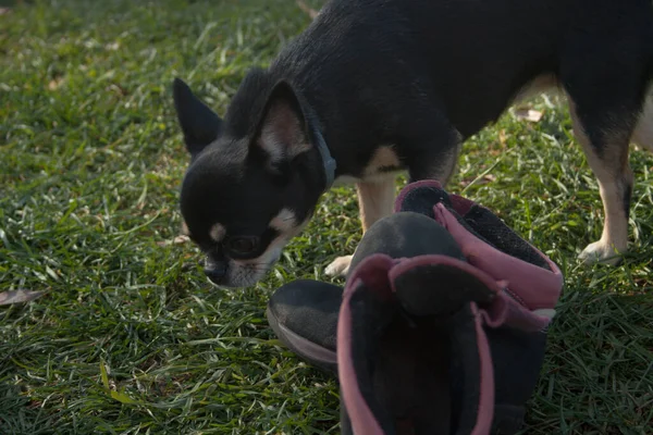 Small Dog Sniffs Children Shoes Small Black Dog Summer Grass — Stock Photo, Image