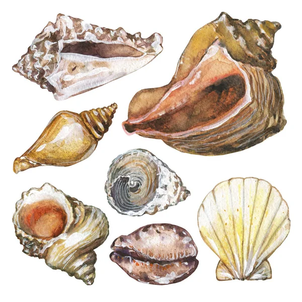 Conjunto Aquarela Seashells Ilustração Concha Desenhada Mão Concha Cockleshell Isolado — Fotografia de Stock