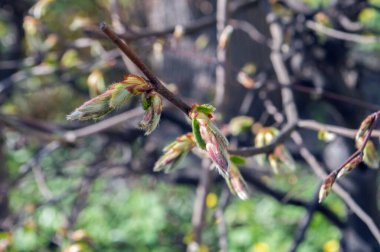 Savaş sırasındaki bahar