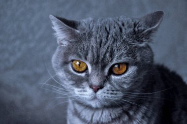 Bir kehribar kehribar bakışı