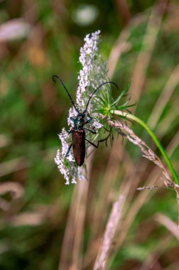 Av alanındaki böcekler