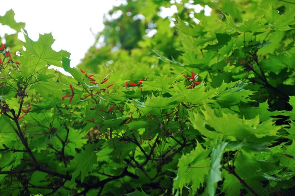 Green Leaves Young Maple Tree — Zdjęcie stockowe