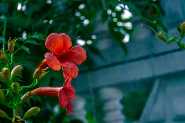 Vackraste Blommorna Blommar Mest Oansenliga Platser — Stockfoto