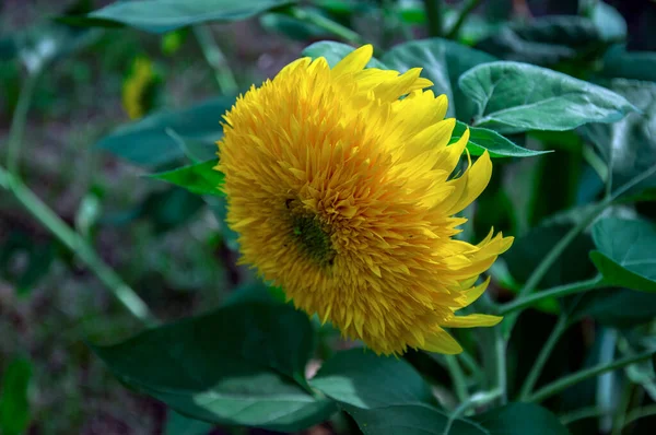 Girasol Que Busca Los Rayos Del Sol —  Fotos de Stock