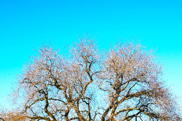 Träd Blad Med Mörka Färger Blå Bakgrund — Stockfoto