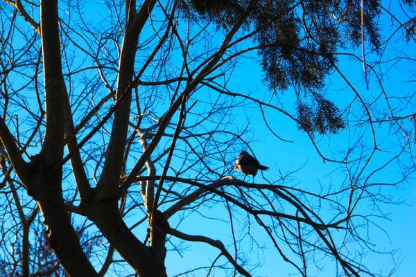 Corvo Ramo Uma Árvore Murcha Céu Fundo Azul — Fotografia de Stock