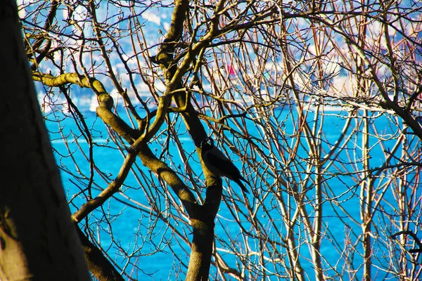 Ramos Árvores Secas Com Mar Azul Fundo — Fotografia de Stock