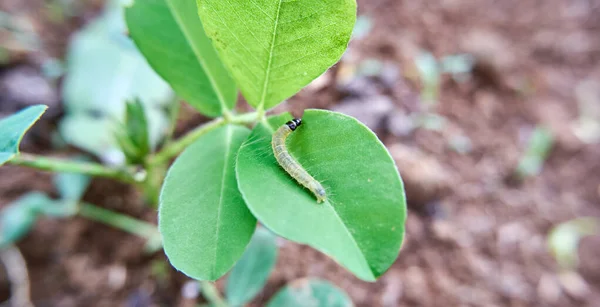 Clear Caterpillar Sitting Leaf — стоковое фото