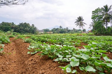 Öğleden sonra çiftlikte güzel bir manzara. Tatlı patates tarlalarıyla güzel bir gün batımı.