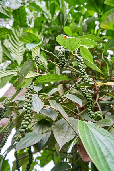 Close Black Pepper Plant Planted Small Garden Black Pepper Growing — Fotografia de Stock