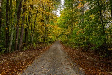 Sonbahar yapraklarının renk değişimi sırasında Indiana, Parke County 'de kırsal bir toprak yol..
