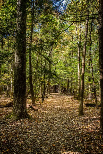 Trees Ledges Trail Autumn Leaf Color Change Cuyahoga Valley National — Fotografia de Stock