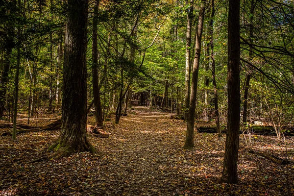 Trees Ledges Trail Autumn Leaf Color Change Cuyahoga Valley National — Fotografia de Stock