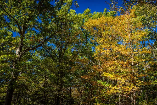 Trees Ledges Trail Autumn Leaf Color Change Cuyahoga Valley National — Foto de Stock