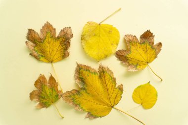 Sarı sonbahar yaprakları için yaratıcı minimum düzenleme