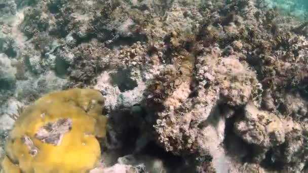 Dykning. Skjuter under vatten. Otroligt vackra korallrev och en fisk — Stockvideo