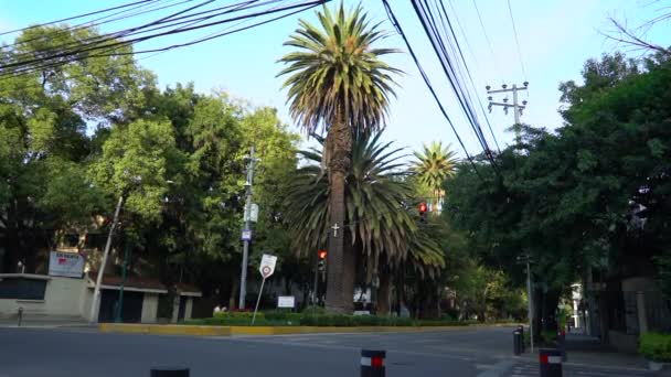 Palmiye ağaçları olan Karayip yolu, Mexico City — Stok video