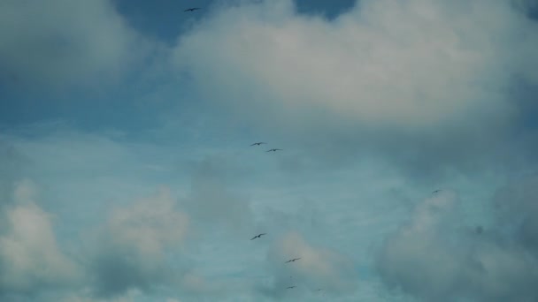 A flock of seagulls in the sky in the sky with clouds. Many seagulls fly high — Stock Video
