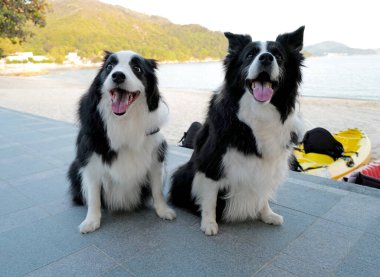 Sarı ışık ve süsleme toplarıyla çevrili dikey altın Noel ağacı.