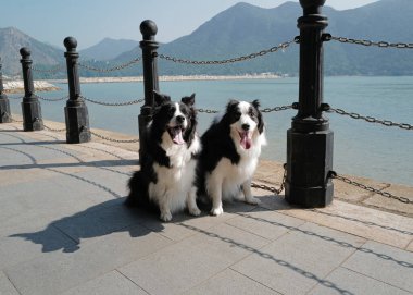 Yatay oturan iki sevimli siyah beyaz memeli köpek, okyanusun kenarında yatan çoban köpeği.