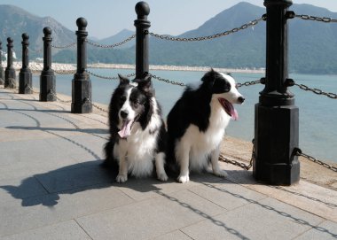 Yatay oturan iki sevimli siyah beyaz memeli köpek, okyanusun kenarında yatan çoban köpeği.