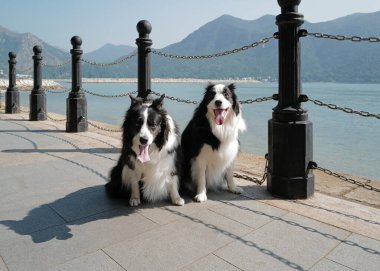 Yatay oturan iki sevimli siyah beyaz memeli köpek, okyanusun kenarında yatan çoban köpeği.